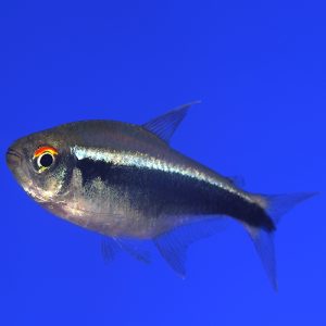 Hyphessobrycon herbertaxelrodi