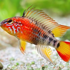 Apistogramma macmasteri red mask
