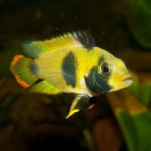 Apistogramma nijsseni