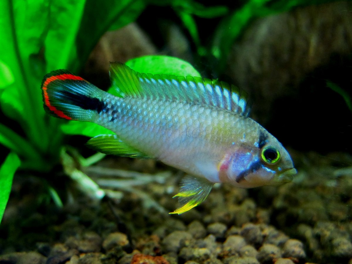 Apistogramma pandourini - immagine 3