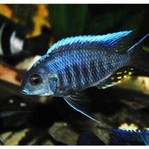 Aulonocara kandeensis