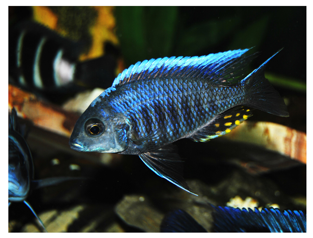 Aulonocara kandeensis