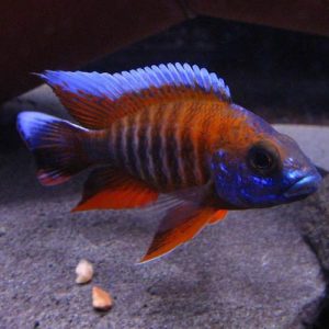 Aulonocara jacobfreibergi