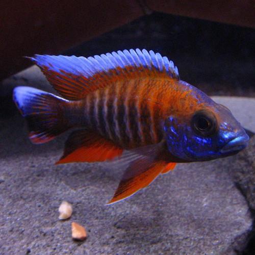 Aulonocara jacobfreibergi