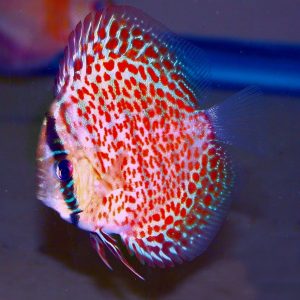 Discus Leopard