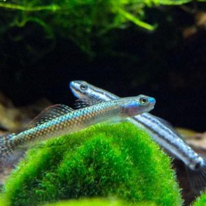 Stiphodon undio  blue