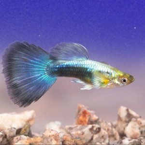 poecilia reticulata blu ( maschio )