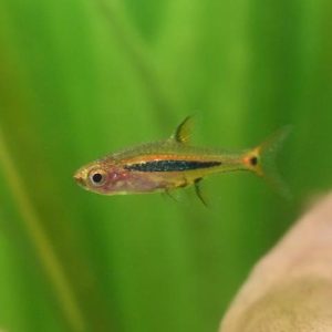 Boraras urophthalmoides