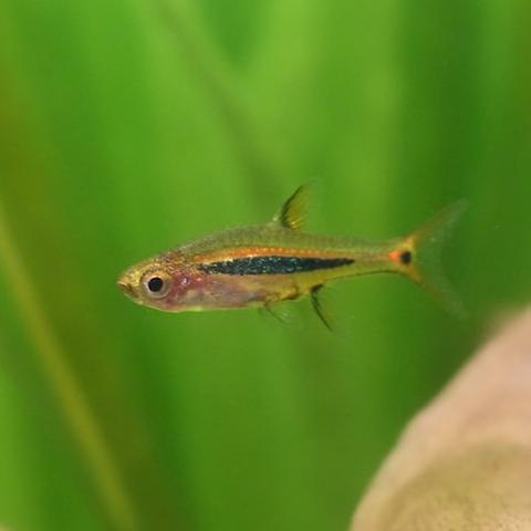 Boraras urophthalmoides - immagine 2