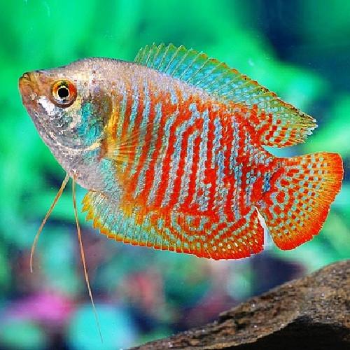 Colisa lalia - immagine 2