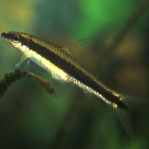 Crossochelius Siamensis