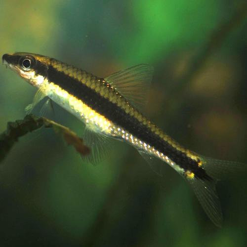 Crossochelius Siamensis - immagine 2