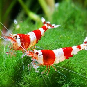 Caridina sp. Crystal Red