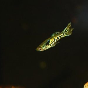 Guppy endler tiger