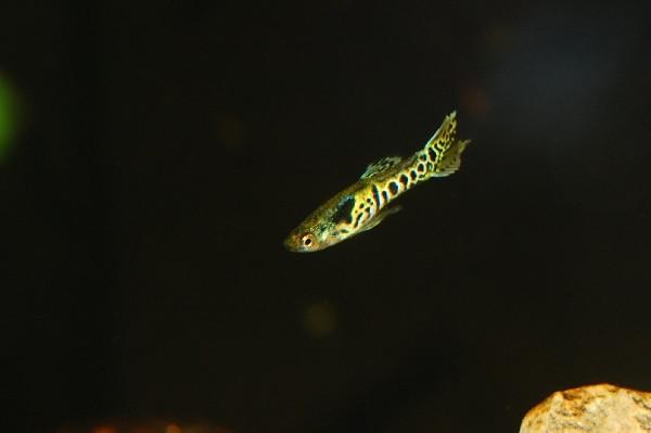 Guppy endler tiger - immagine 2