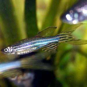 Brachydanio rerio
