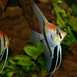 Pterophyllum scalare manacapuru red back