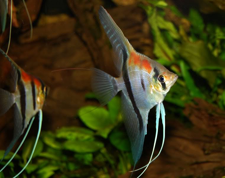 Pterophyllum scalare manacapuru red back