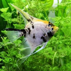 Pterophyllum scalare Koi