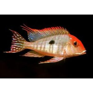 Geophagus Tapajos Red head