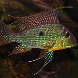 geophagus gurupi