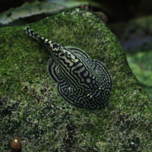 Sewellia lineolata - immagine 2