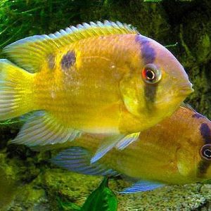 Aequidens maronii XL