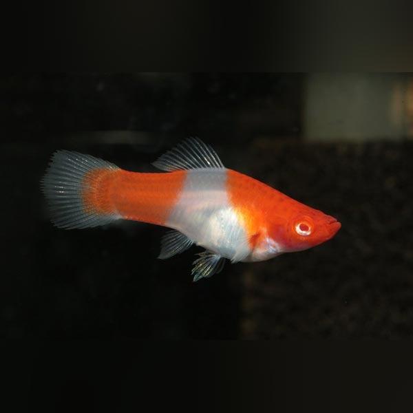 Xiphophorus helleri koi - immagine 3