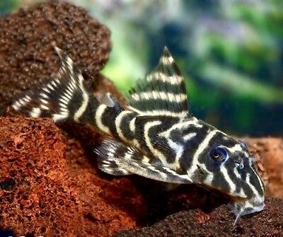 Hypancistrus debilittera l129 - immagine 2