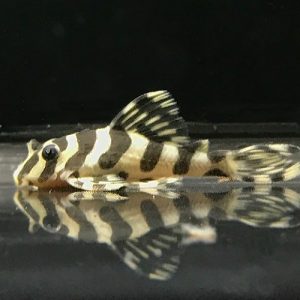 Peckoltia compta l134