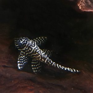 Hypancistrus queen arabesque l260