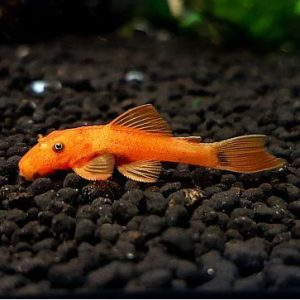Ancistrus sp. super red