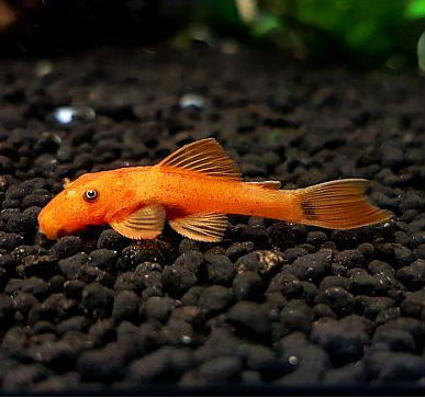 Ancistrus sp. super red - immagine 2
