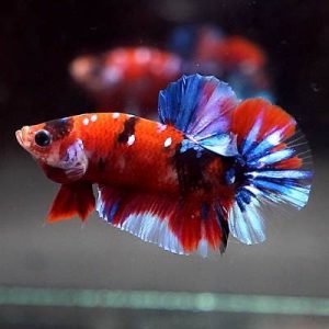 betta koi plakat