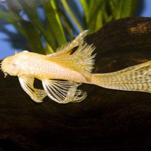 Ancistrus sp. gold pinna a velo