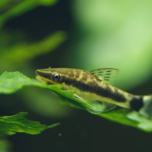 Otocinclus affinis
