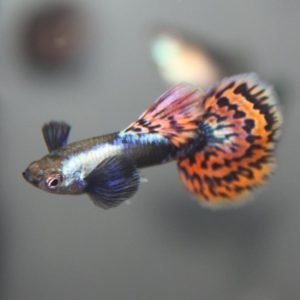 Guppy platinum red mosaic big ear ( coppia )