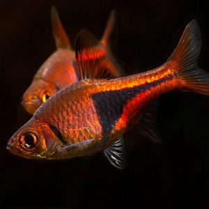 Rasbora heteromorpha