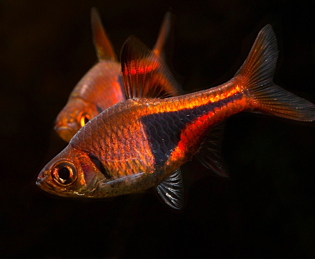Rasbora heteromorpha