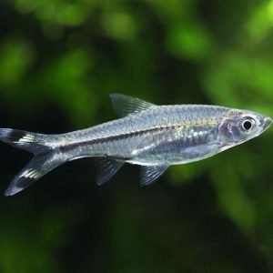 Rasbora trilineata