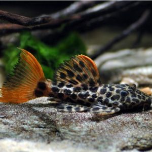 l114 Pseudacanthicus cf. leopard