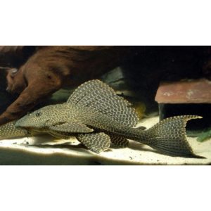 Pterygoplichthys gibbiceps