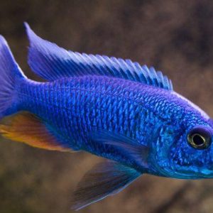 sciaenochromis fryeri