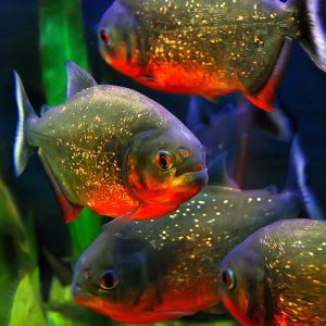 Serrasalmus nattereri