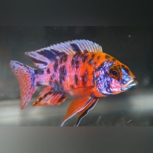 Aulonocara Marmalade