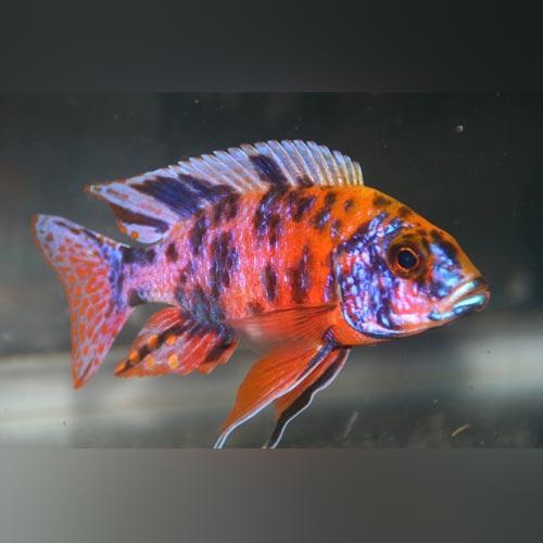 Aulonocara Marmalade