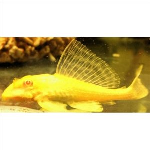 Pterygoplichthys gibbiceps Gold