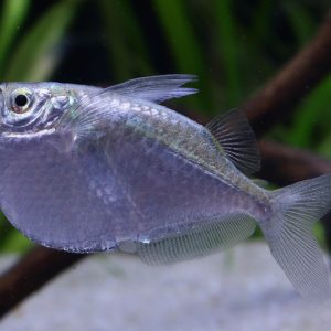 Thoracocharax stellatus
