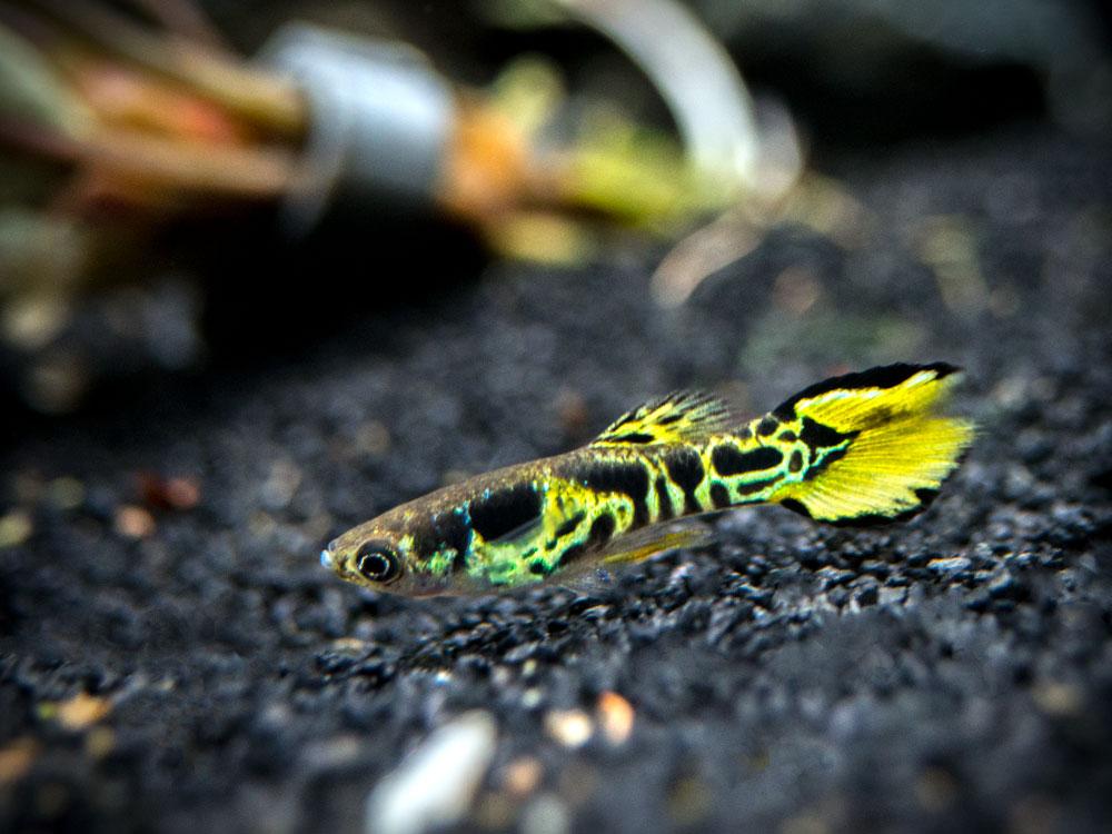 Guppy endler tiger - immagine 3