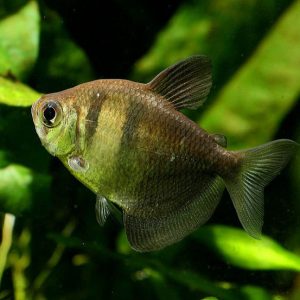 Gymnocorymbus ternetzi